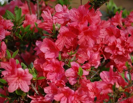 Fiori di azalea rosa
