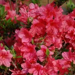 Fiori di azalea rosa