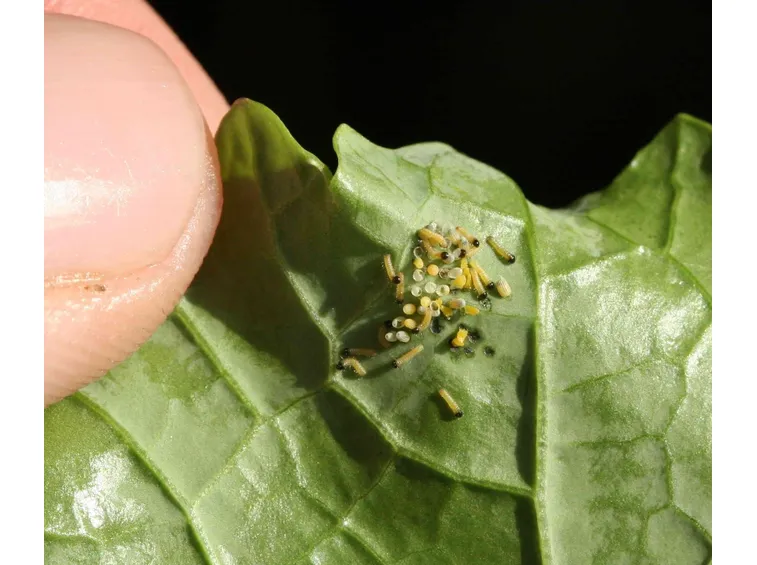 pieris brassicae larve