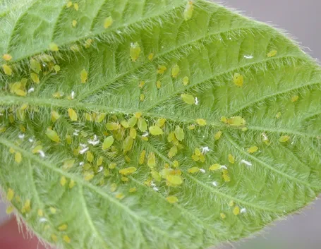 Pianta infestata da afidi