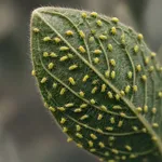Pianta infestata da afidi