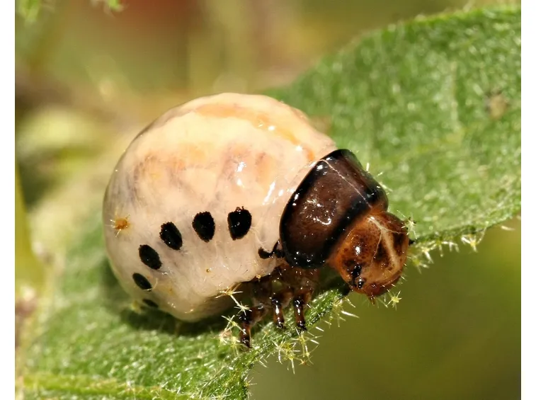 Larva di dorifora