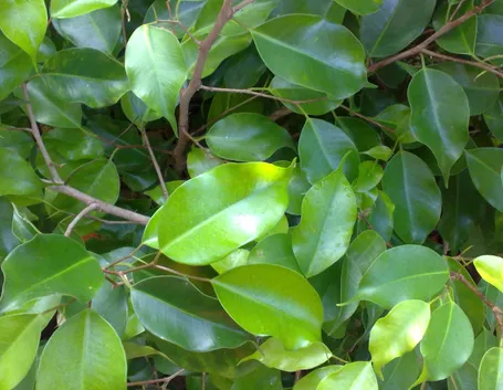 Ficus benjamin foglie ingiallite