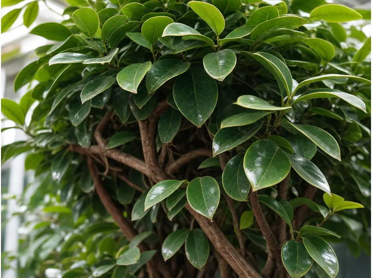 Ficus benjamin foglie ingiallite