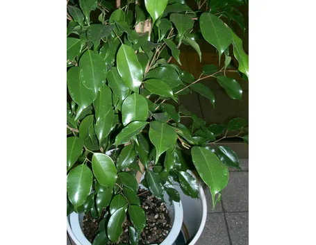 Ficus Benjamin
