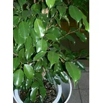 Ficus Benjamin