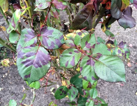 Sintomi peronospora
