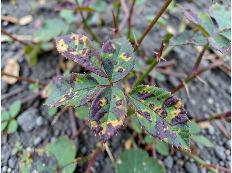 Sintomi peronospora