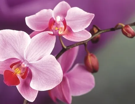 Orchidea