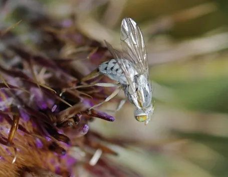 Mosca bianca vista sotto ingrandimento