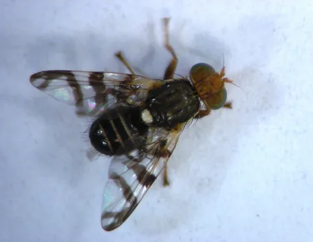 Una mosca del ciliegio