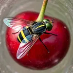 Una mosca del ciliegio