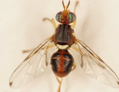 Mosca dell'olivo