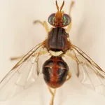 Mosca dell'olivo