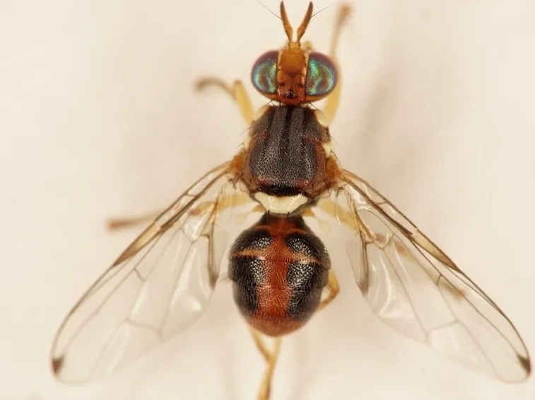 Mosca dell'olivo