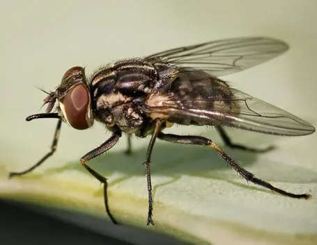 Esemplare adulto di mosca della cipolla