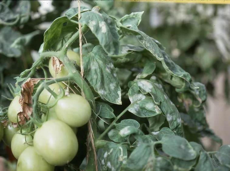 Oidio su pianta di pomodoro