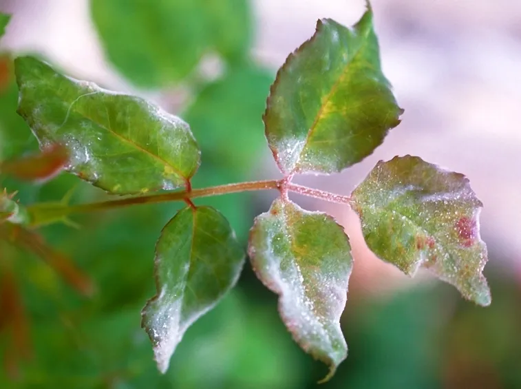 Foglie di rosa con oidio
