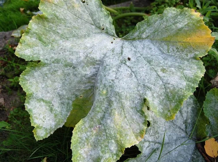 oidio su foglie