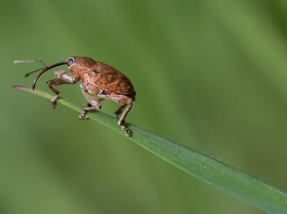 Oziorrinco