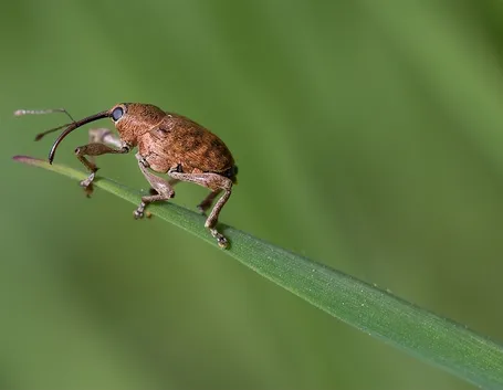Oziorrinco