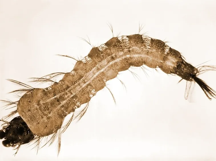 Larva di oziorrinco