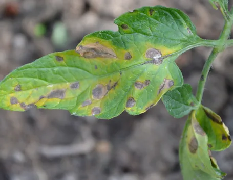 peronospora foglie