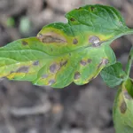 peronospora foglie