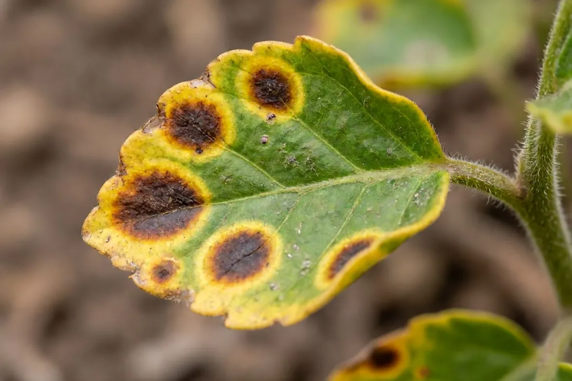 peronospora foglie