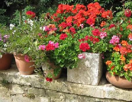Piante di gerani in vaso
