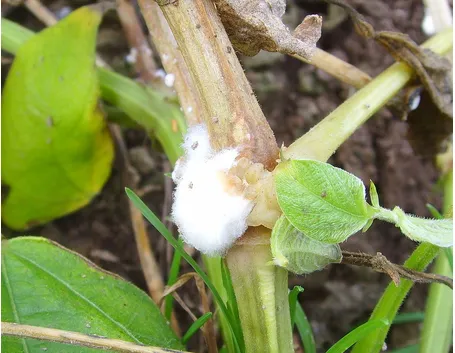 Sclerotinia