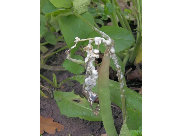 Sclerotinia muffa bianca