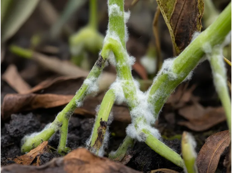 Sclerotinia fungo