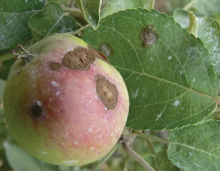 ticchiolatura melo
