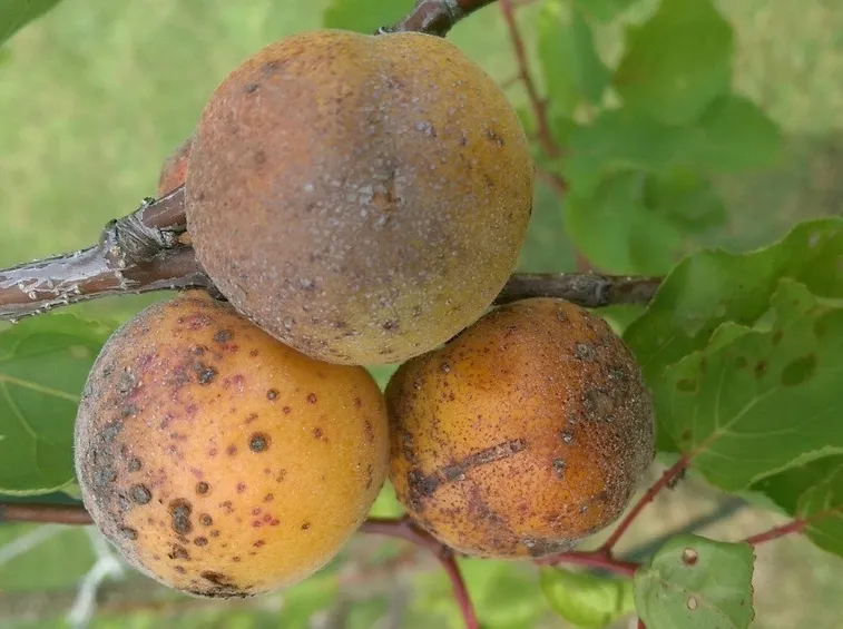 Frutti colpiti da ticchiolatura