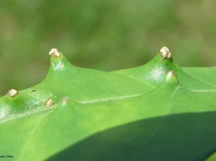 Le lesioni viste al microscopio