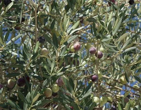 Ulivo ricco di frutti