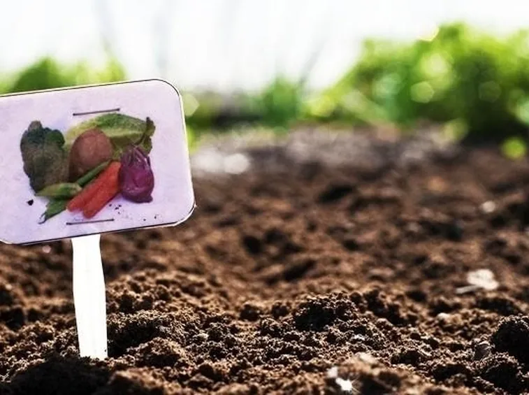 Terreno con substrato scoperto