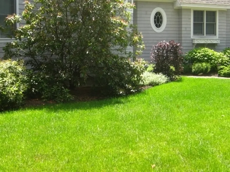 Esempio di giardino domestico con erba