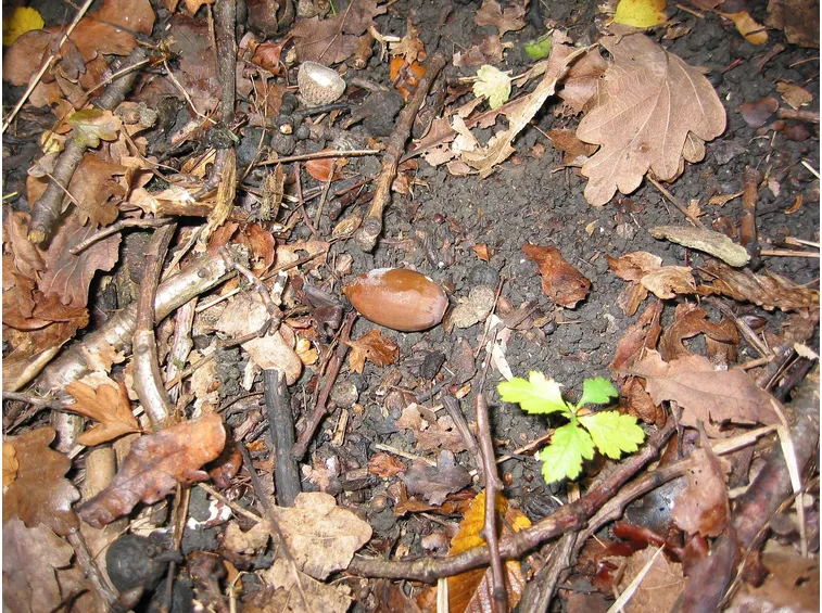 Terriccio di castagno