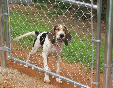Recinzione esterna per cani