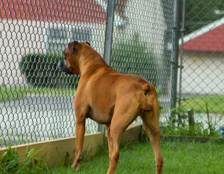 Cane dietro una recinzione