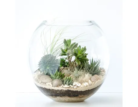Terrarium in contenitore di vetro