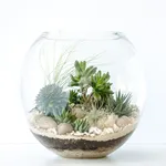 Terrarium in contenitore di vetro
