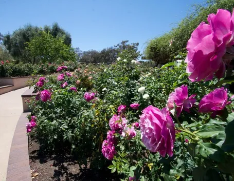 Inez Grant Parker Memorial Rose Garden California