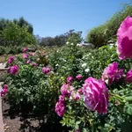 Inez Grant Parker Memorial Rose Garden California