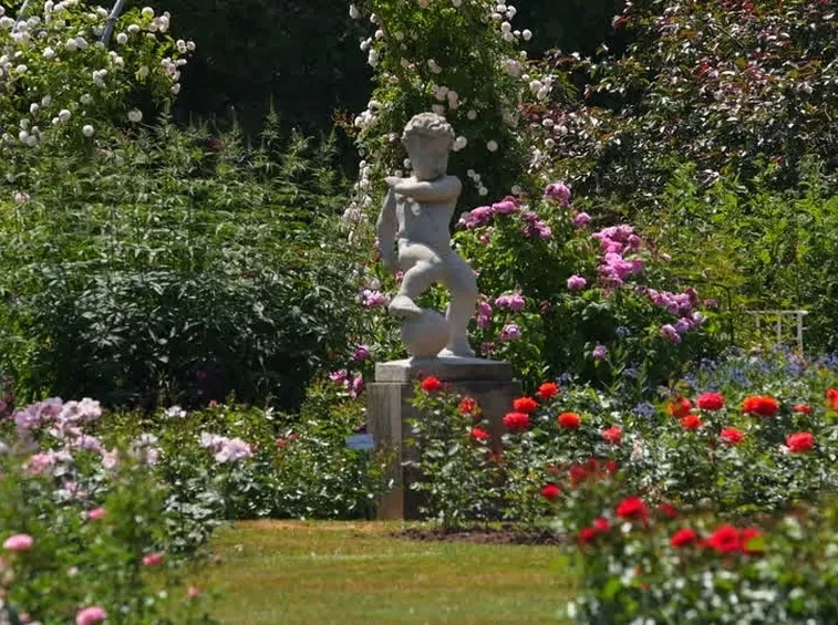 giardino con rose fiorite
