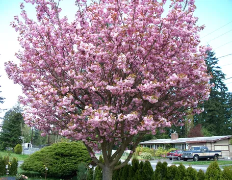 Albero di ciliegio in fiore