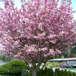 Albero di ciliegio in fiore