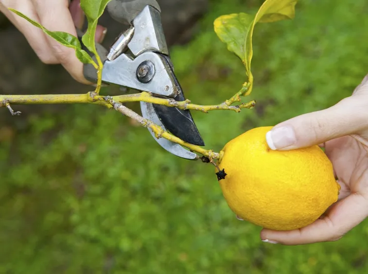 Potatura limone